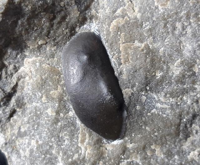 Ostracoda indet. LATREILLE 1802 - Bild © FossNet FossilienStore